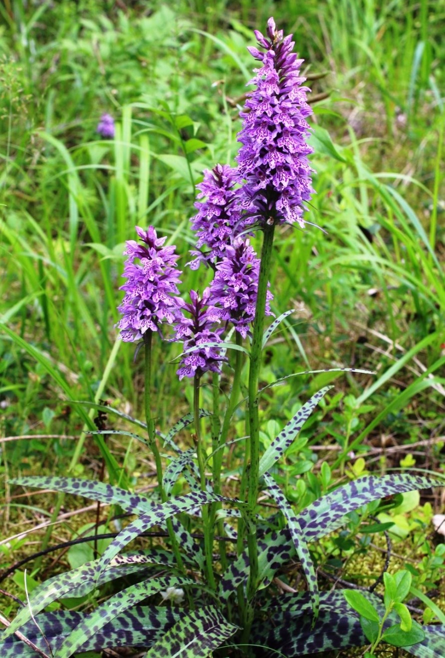 Image of Dactylorhiza fuchsii specimen.