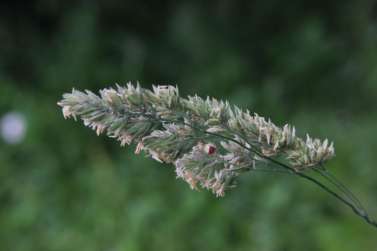 Изображение особи Dactylis glomerata.