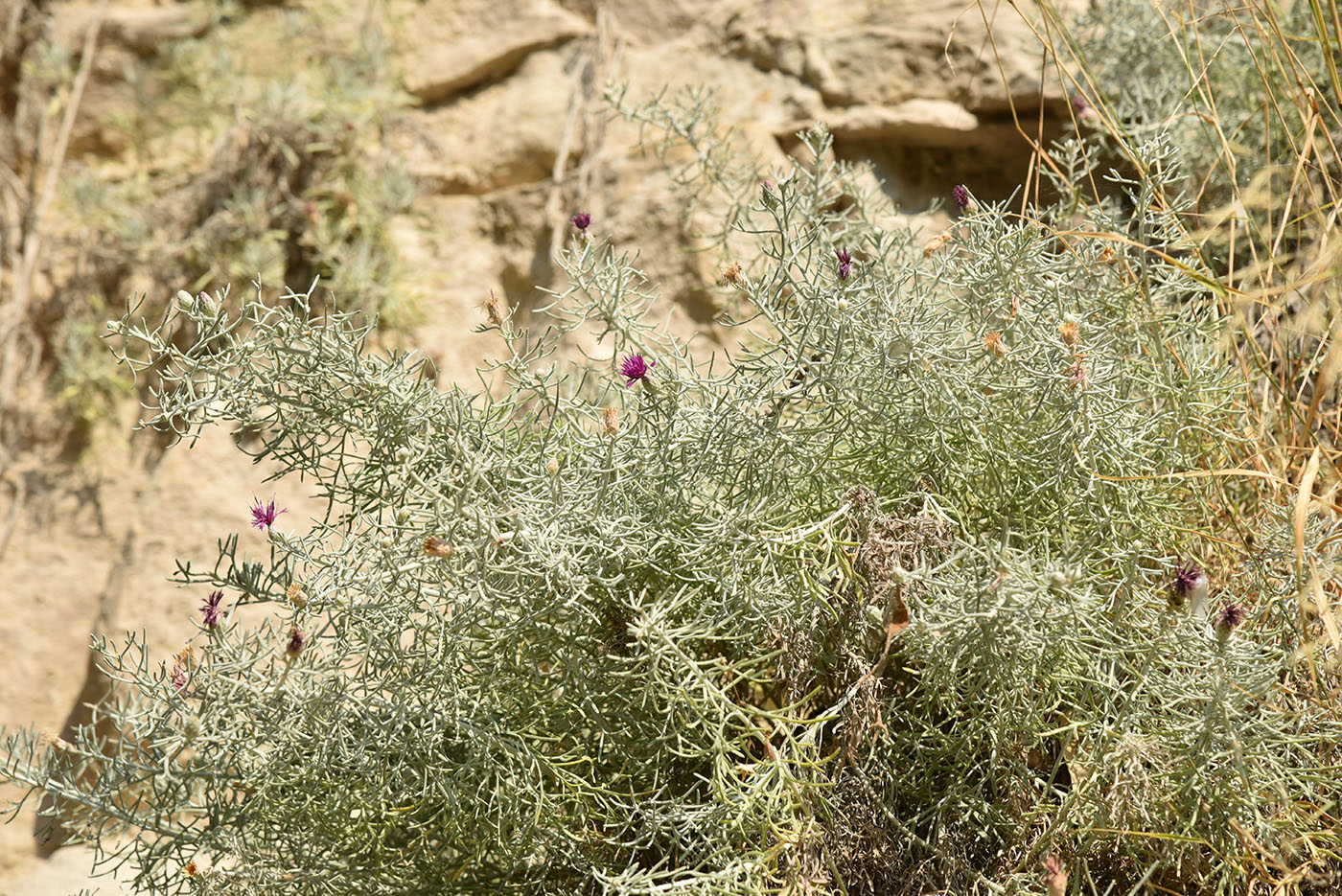 Image of Centaurea akamantis specimen.