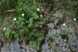 Cerastium davuricum