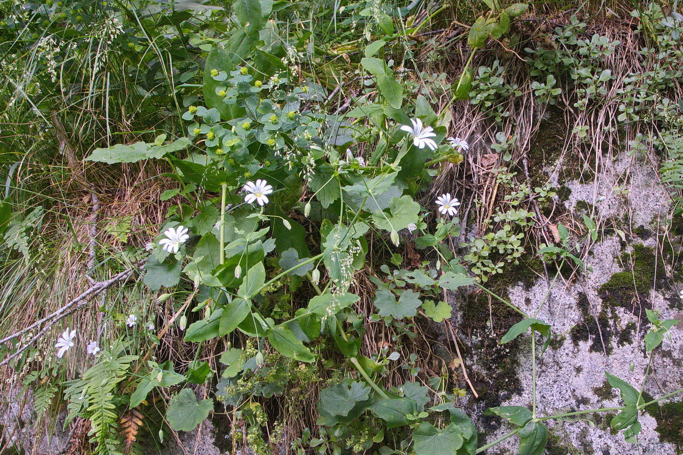 Изображение особи Cerastium davuricum.