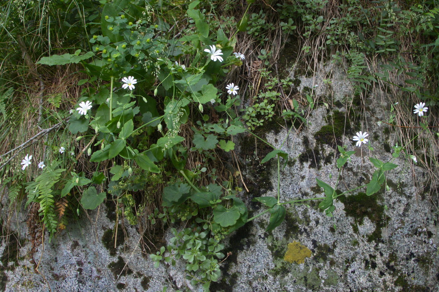 Изображение особи Cerastium davuricum.