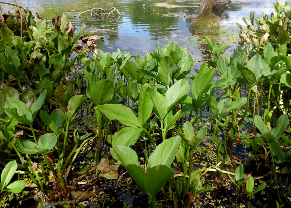 Image of Menyanthes trifoliata specimen.