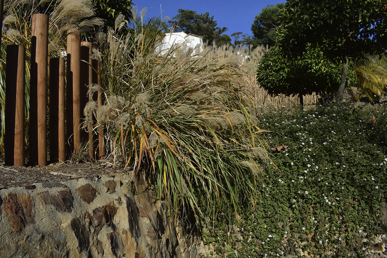 Image of Miscanthus sinensis specimen.