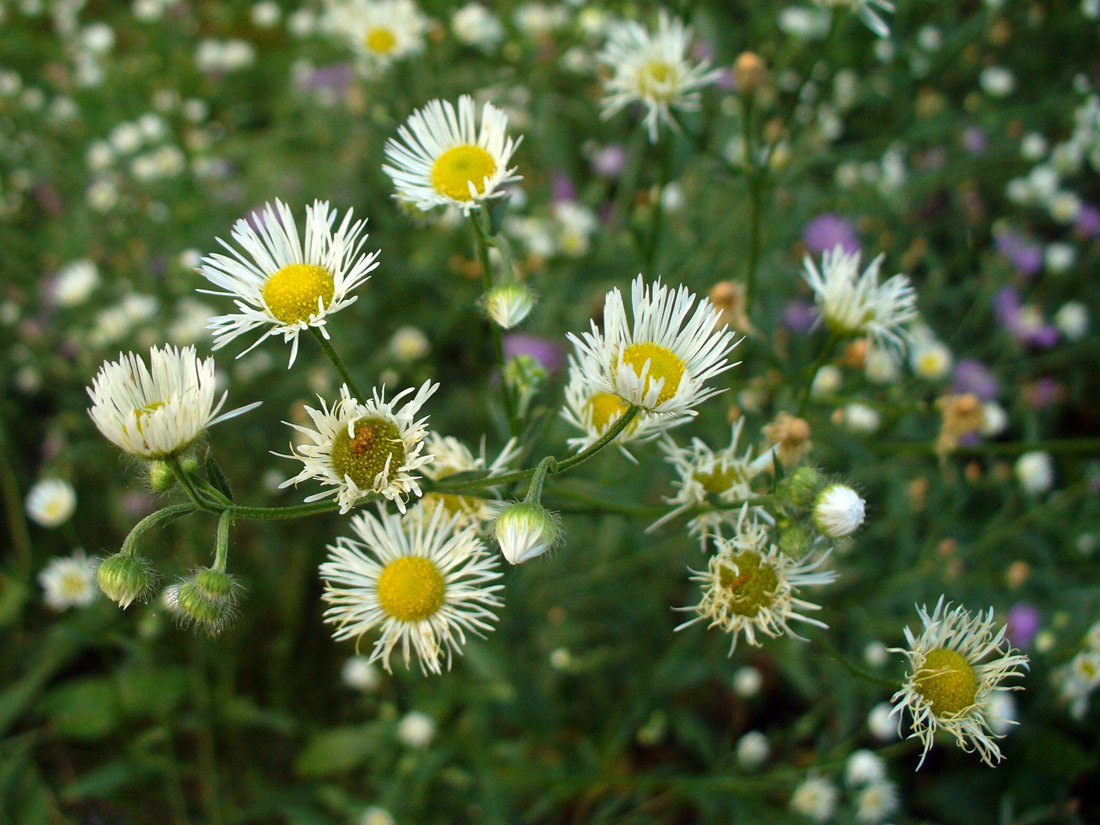 Изображение особи Erigeron strigosus.