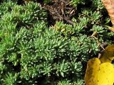 genus Sedum