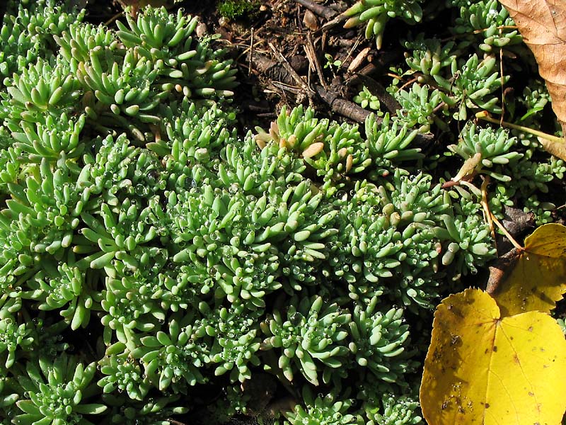 Image of genus Sedum specimen.