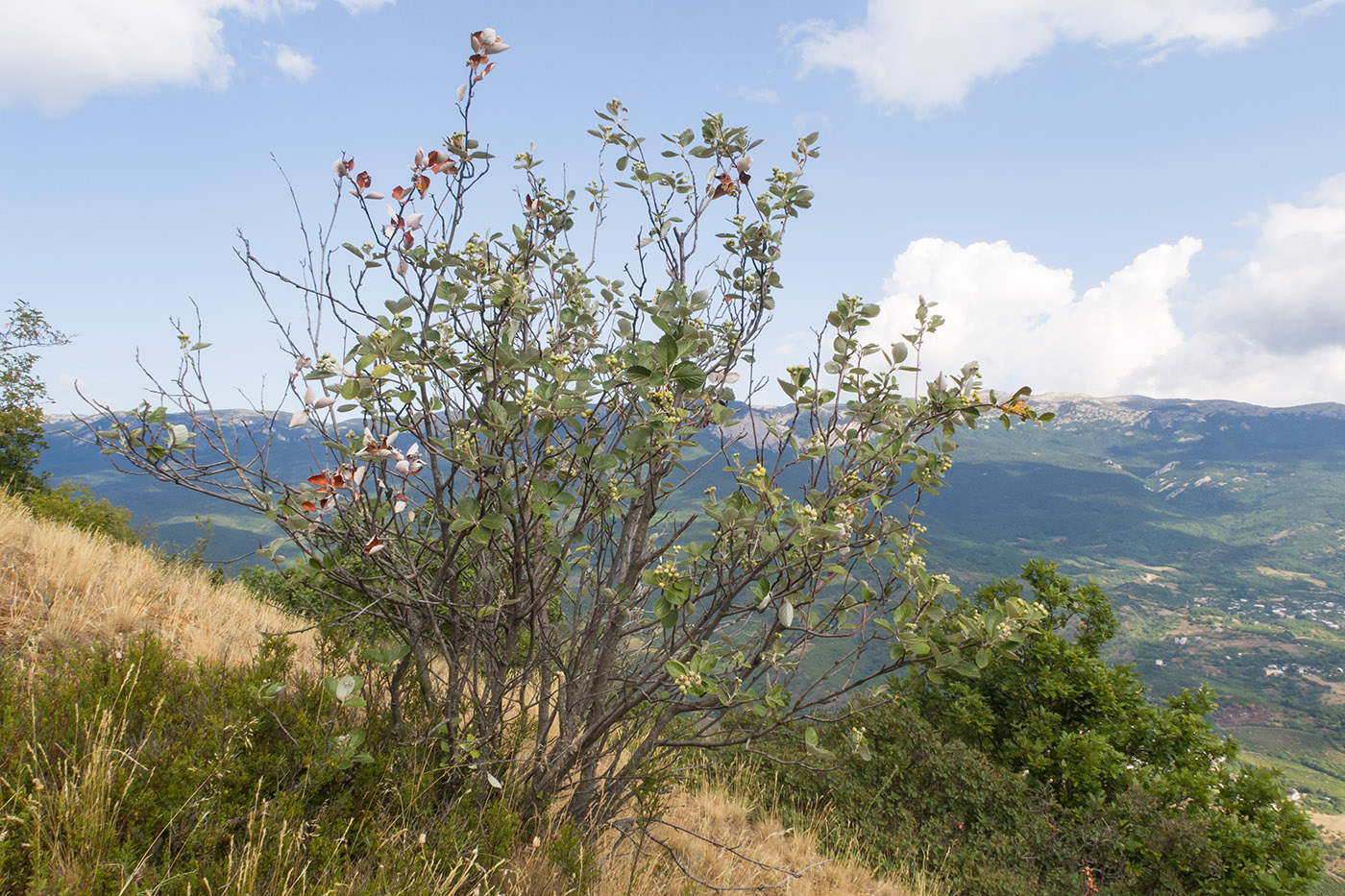 Image of Sorbus taurica specimen.