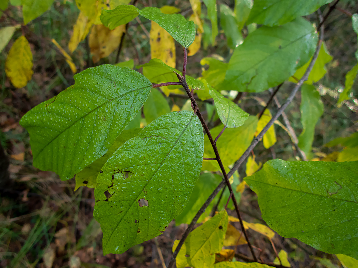 Изображение особи Frangula alnus.