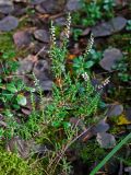 Calluna vulgaris