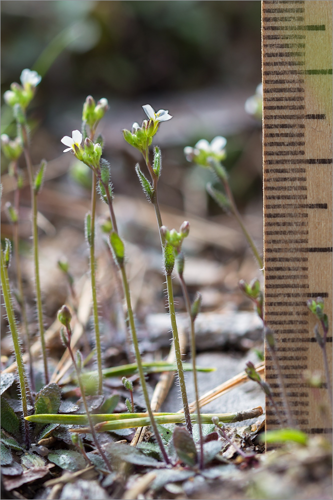 Изображение особи Arabidopsis thaliana.