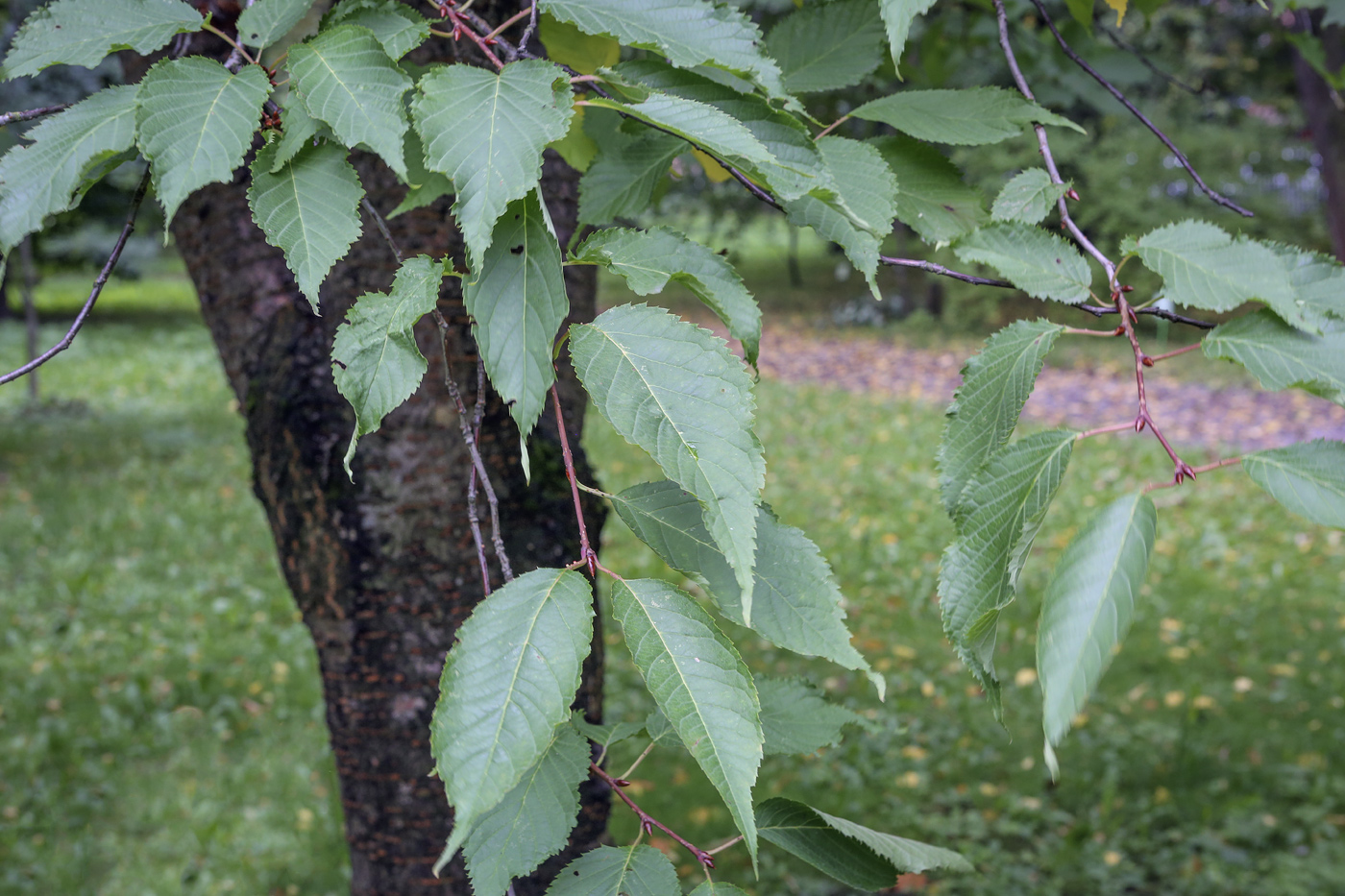 Image of Betula lenta specimen.