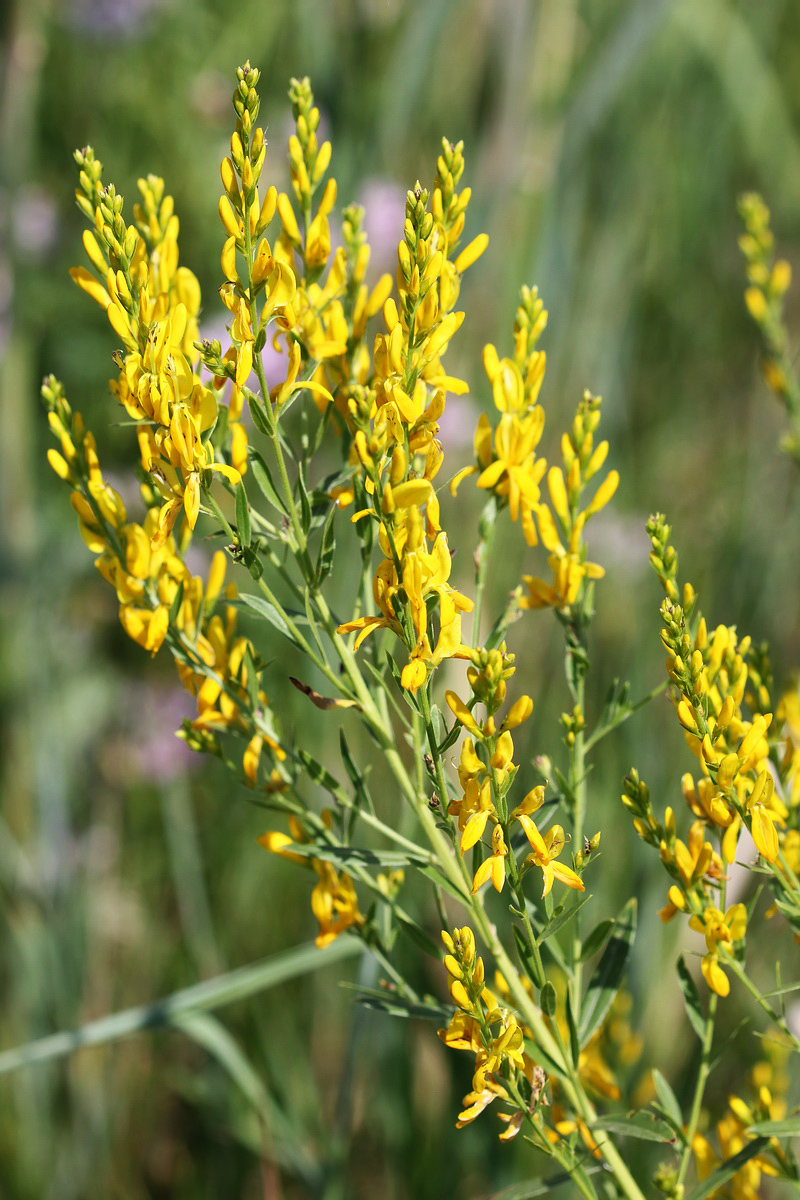 Image of Genista tinctoria specimen.