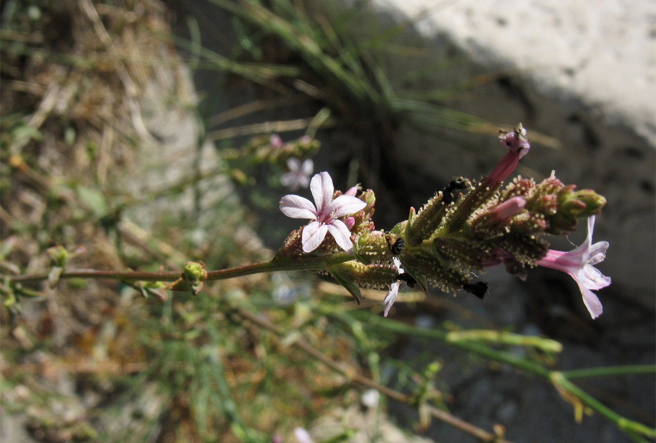 Изображение особи Plumbago europaea.