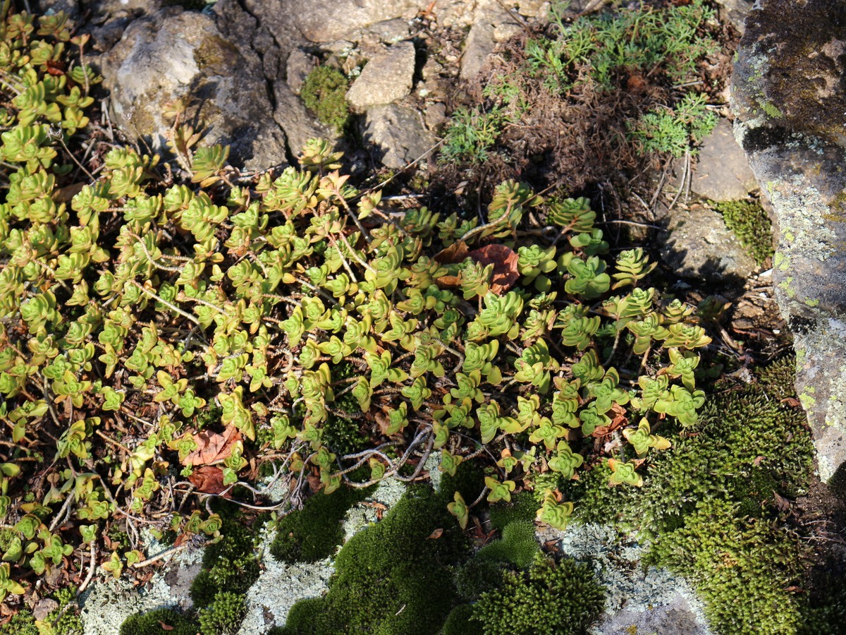 Изображение особи Sedum spurium.