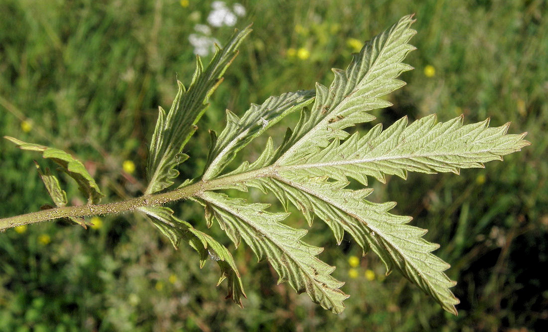 Изображение особи Potentilla acervata.