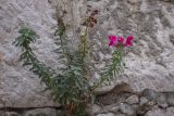 Antirrhinum majus