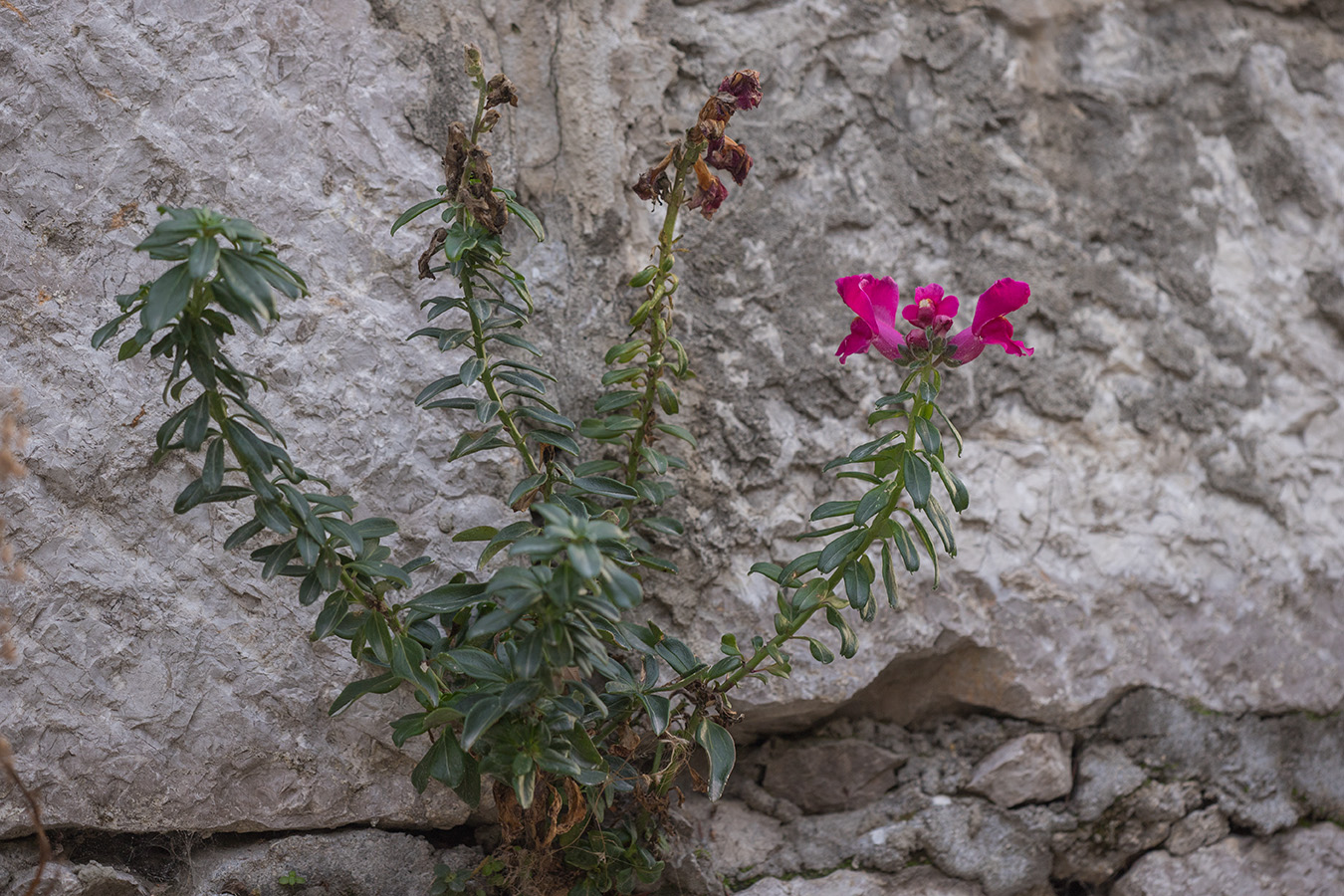 Изображение особи Antirrhinum majus.