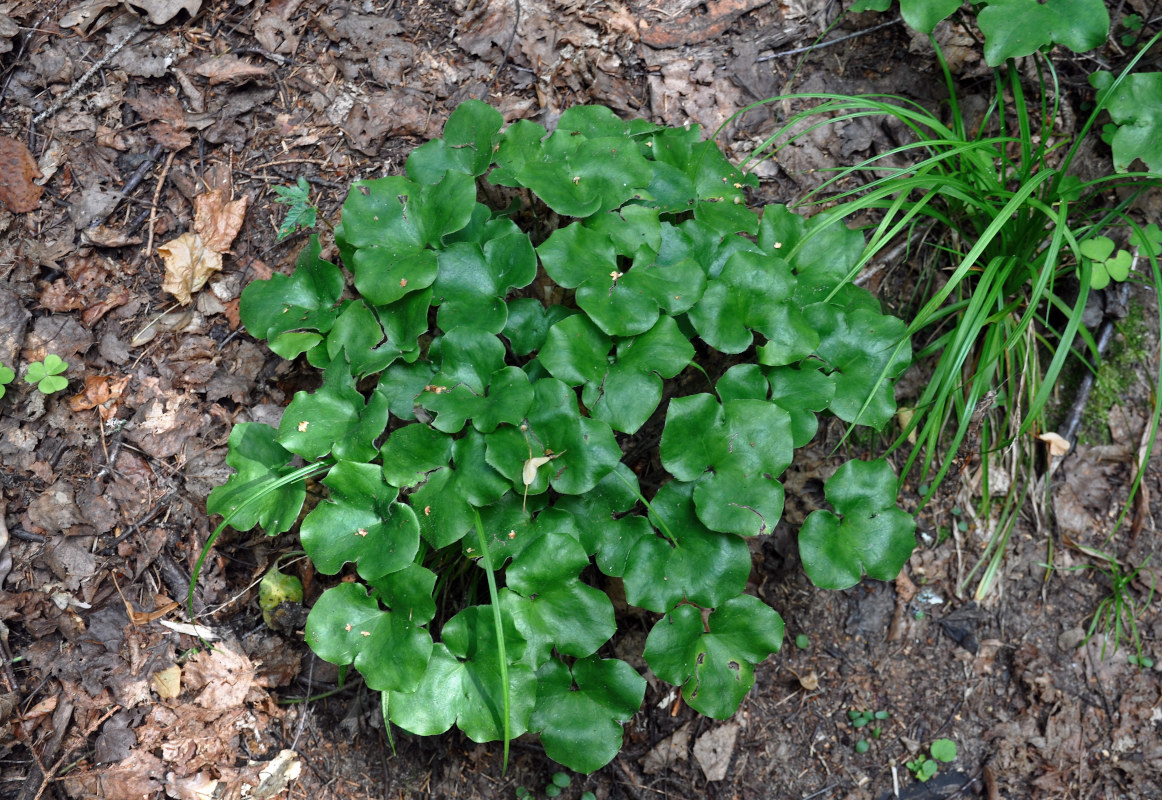 Image of Hepatica nobilis specimen.