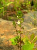 Euphrasia stricta. Верхушка цветущего растения. Красноярский край, Эвенкийский р-н, Государственный природный заповедник \"Тунгусский\", пр. берег р. Подкаменная Тунгуска, каменистый участок. 13.07.2018.