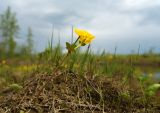 genus Caltha