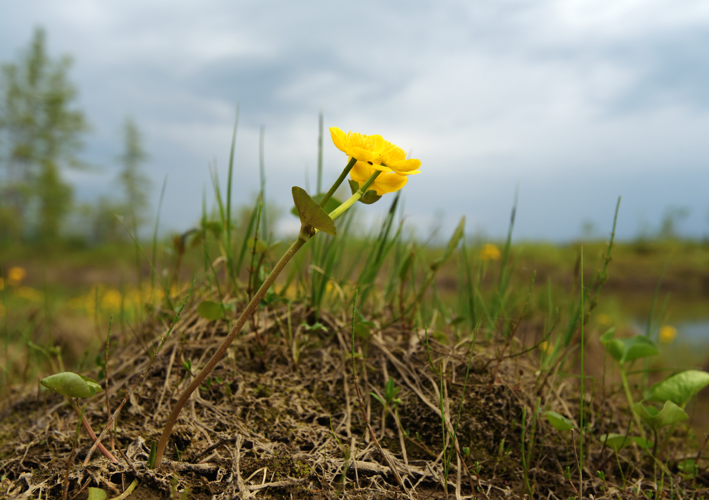 Изображение особи род Caltha.