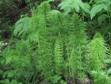 Equisetum telmateia