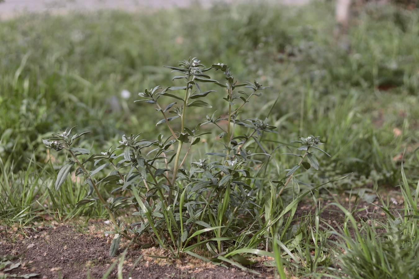 Изображение особи Buglossoides arvensis.