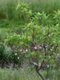 Ptelea trifoliata