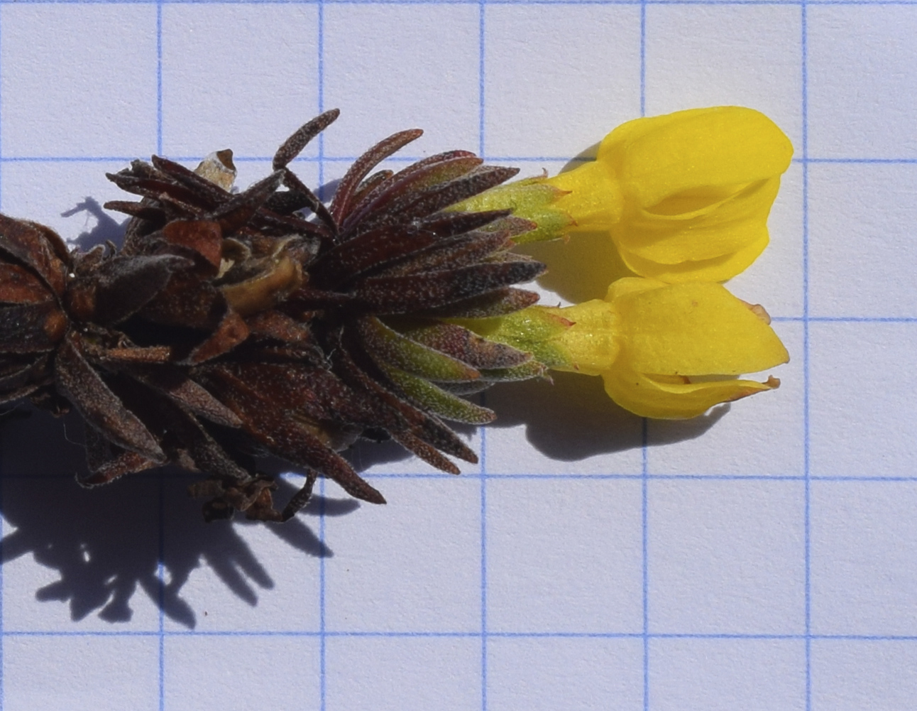 Image of Androsace vitaliana ssp. cinerea specimen.