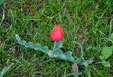 Tulipa suaveolens. Цветущее растение. Калмыкия, Приютненский р-н, берег оз. Маныч-Гудило, степь. 18.04.2021.