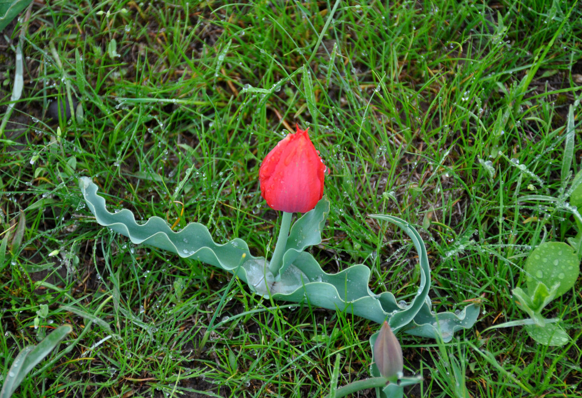 Image of Tulipa suaveolens specimen.