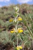 Phlomoides ambigua