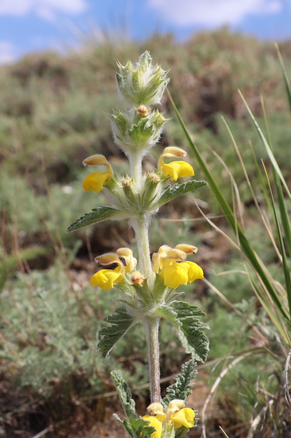 Изображение особи Phlomoides ambigua.