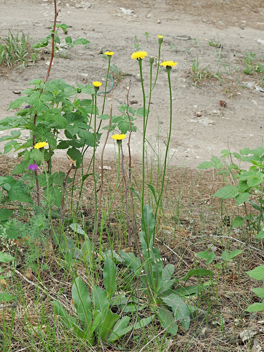 Image of Trommsdorffia maculata specimen.