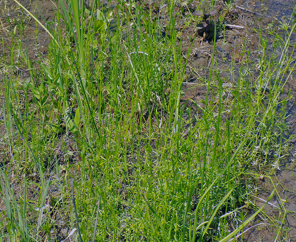 Image of Galium tenuissimum specimen.