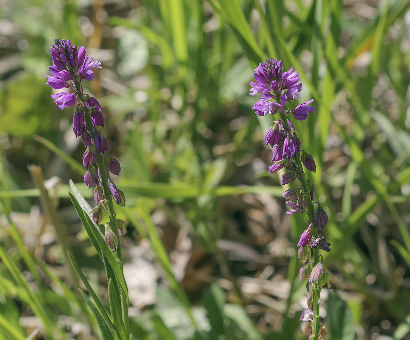 Изображение особи Polygala hybrida.