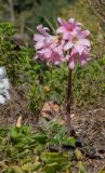 Amaryllis belladonna