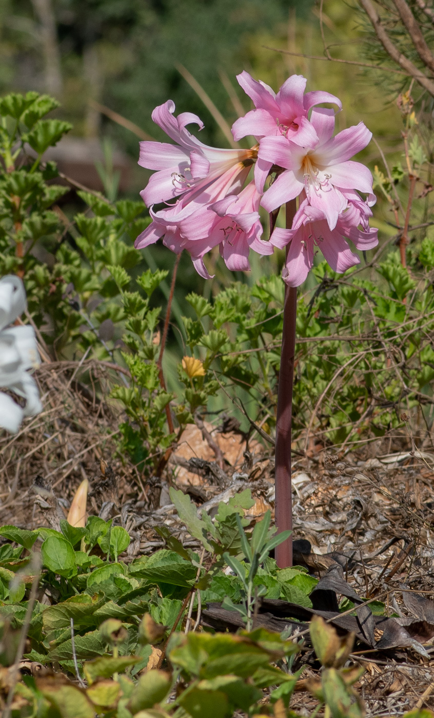 Image of Amaryllis belladonna specimen.