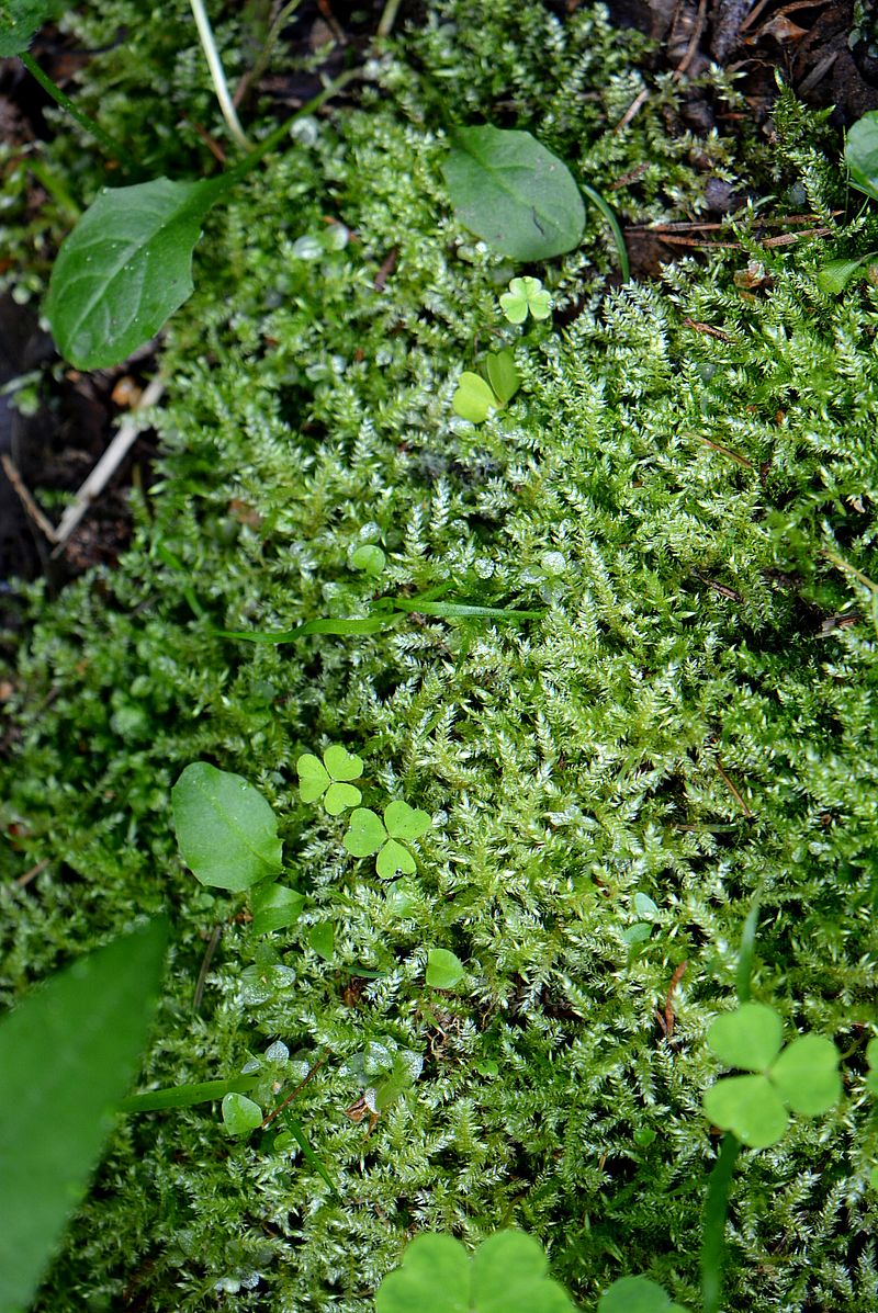 Image of Sciuro-hypnum oedipodium specimen.