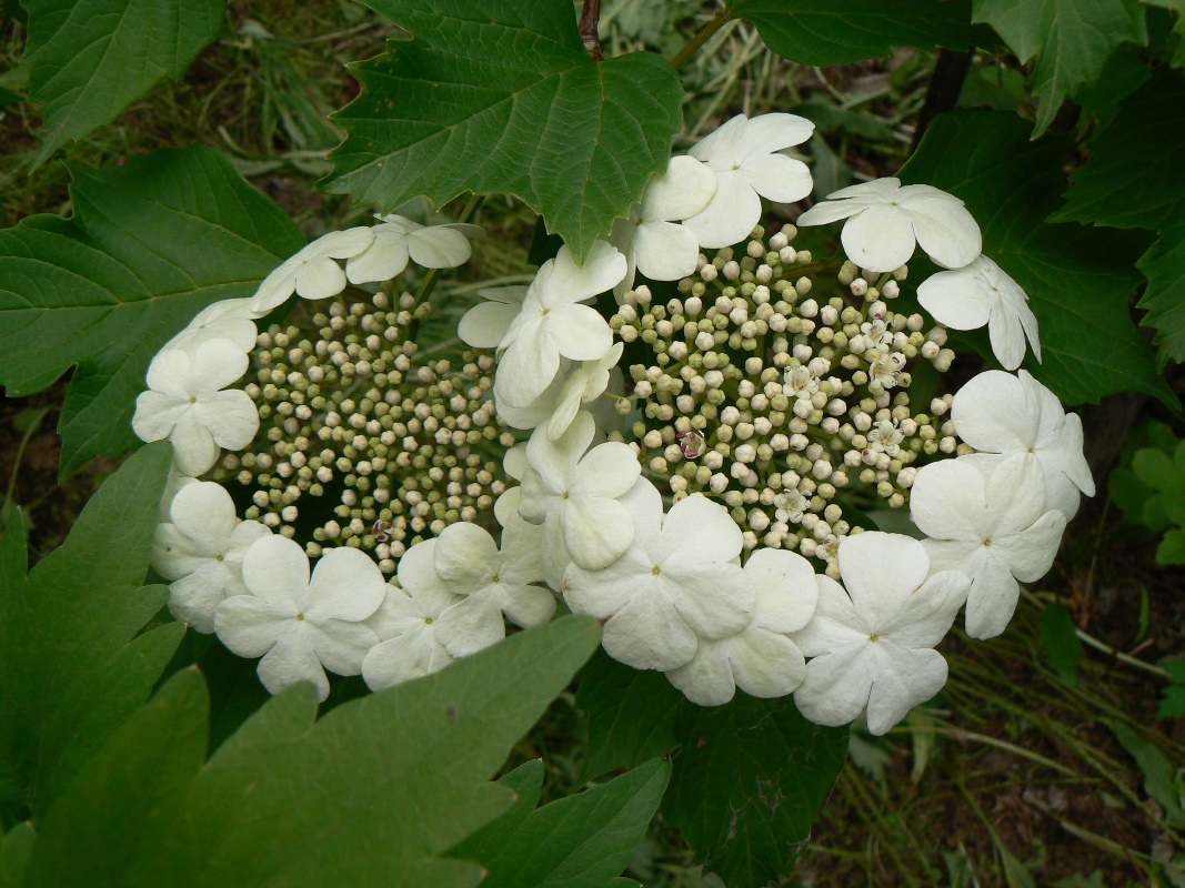 Image of Viburnum sargentii specimen.