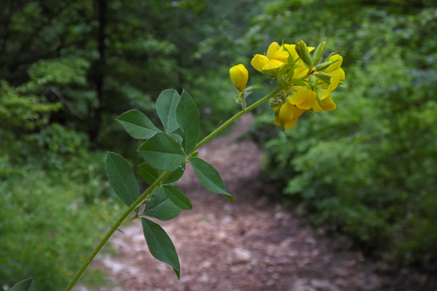 Изображение особи Argyrolobium biebersteinii.