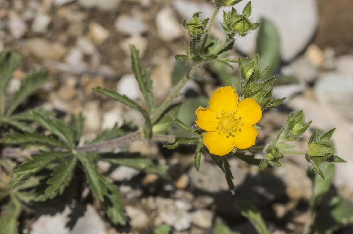 Image of genus Potentilla specimen.