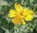 Cosmos sulphureus