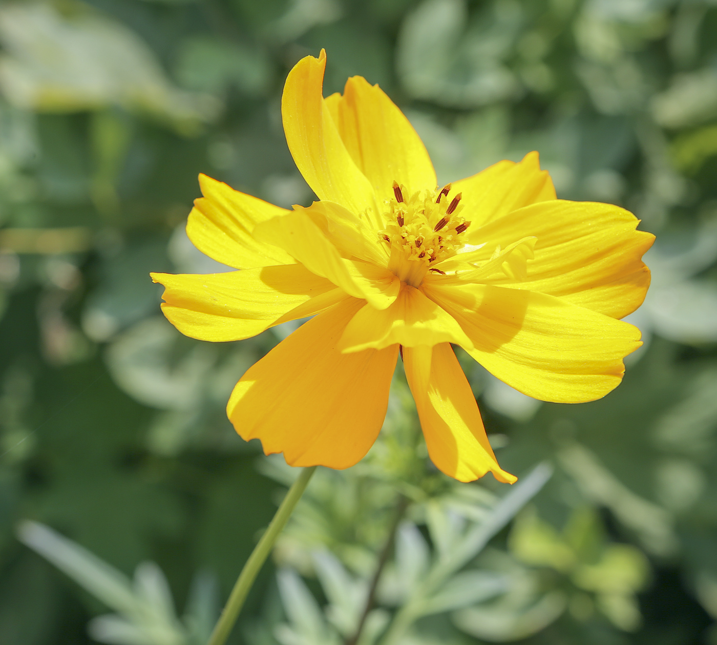 Изображение особи Cosmos sulphureus.