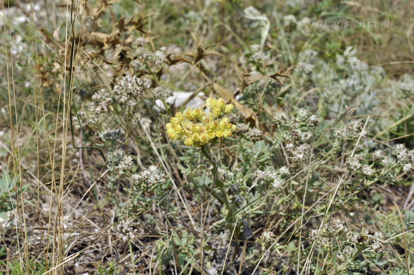 Изображение особи Helichrysum arenarium.