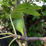 Ficus carica. Верхушка побега с соплодием. Крым, Южный Берег, г. Алушта, в культуре. 20.07.2021.