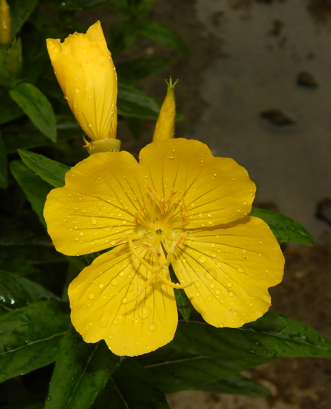 Изображение особи род Oenothera.