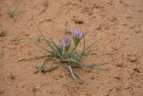 Tragopogon ruber. Цветущее растение. Астраханская обл., Лиманский р-н, окр. пос. Басинск, песчаный склон. 23.04.2021.