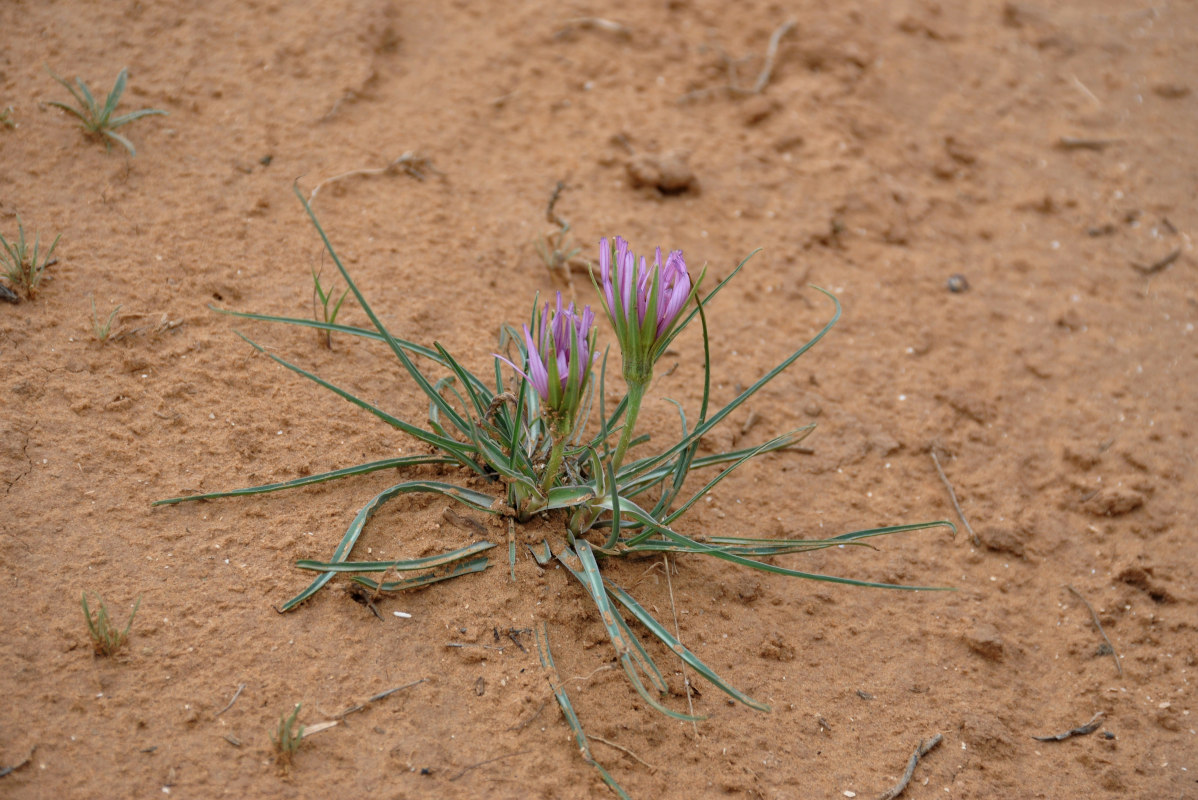 Изображение особи Tragopogon ruber.